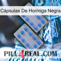 Cápsulas De Hormiga Negra 20